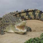 Exotic Meats: A Safari for the Stomach