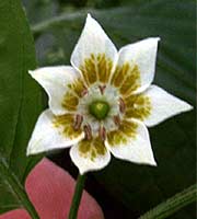 Baccatum Flower Showing Spots on the Corolla