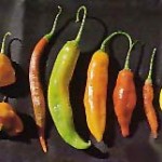 Pepper Profile: Baccatum Species