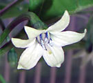 Bhut Jolokia Flower