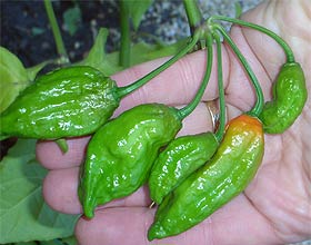 Bhut Jolokia , Five Pods per Node