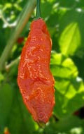 Bhut Jolokia