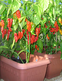 Bhut & Bih Jolokia, Greenhouse