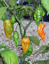 Bhut Jolokia, Outside