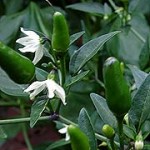 Pepper Profile: African Birdseye