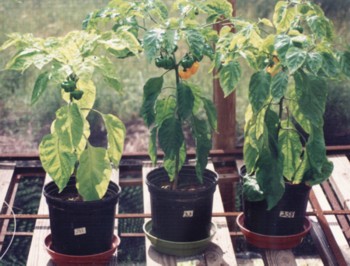 Scotch bonnets in pots