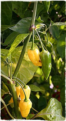 Mature and immature Pods on the Plant