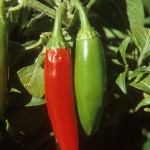 Pepper Profile: Serrano