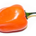Pepper Profile: Habanero