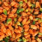 The Habaneros of Yucatán