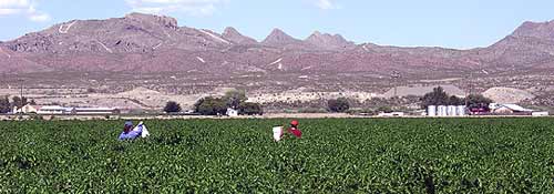 Chile pickers in a field near Las Cruces, NM