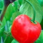Pepper Profile: Pubescens Species