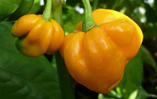 Scotch Bonnet