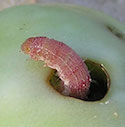 Fruitworm
