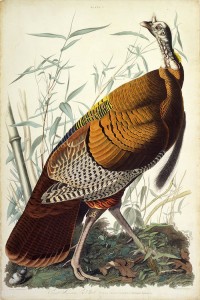 John James Audubon's American Turkey