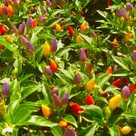 Chile Pepper Institute Teaching and Demonstration Garden