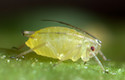 Peach Aphid