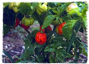 Bonney Peppers on the Bush