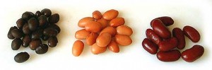 Bean Varieties