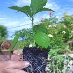 Bhut/Bih/Morich: The Jolokia Comparison