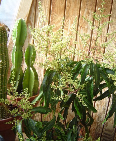 Blooming Mango