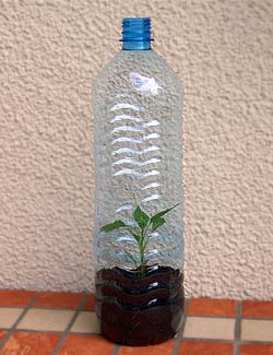 Mini Greenhouse in a Bottle