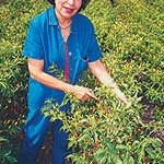 The Cayenne Trail