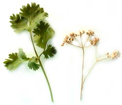 Cilantro: Fresh Leaves, Dried Seeds