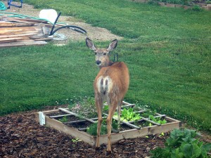deer in garden