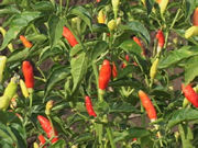 Hot Chiles