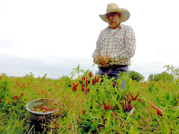 Harvesting Red Chile