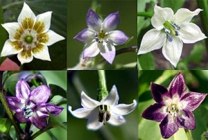 A selection of Pepper Flowers