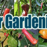 Pepper Gardening 101