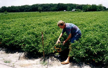 Habanero field, close plant spacing 