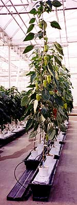 Hydroponically grown peppers at EPCOT