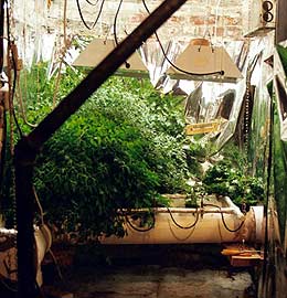 Willard's Hydroponic Greenhouse