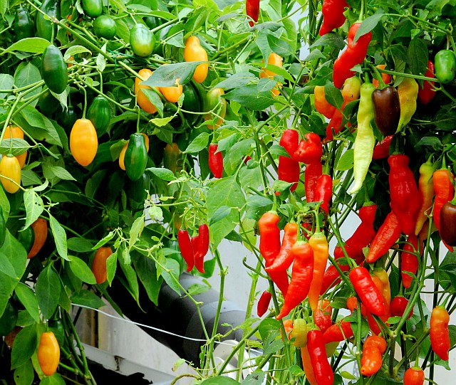 hydroponic peppers