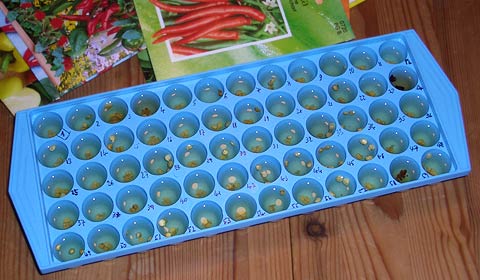 Icecube Tray for Soaking Seeds