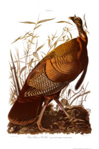 John James Audubon's American Turkey