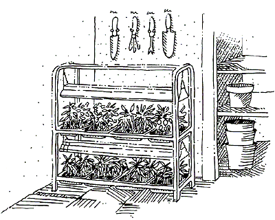 A Fluorescent Light stand for Seedlings