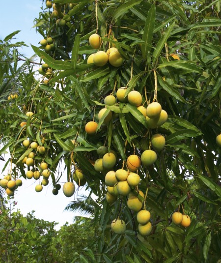 Mangos on Tree