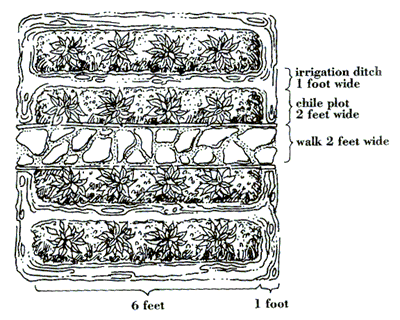 Modified Irrigated Beds