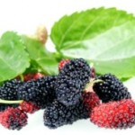 Mulberry Madness!