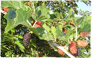 Mulberries ripening