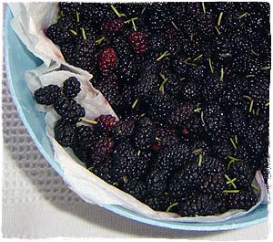 Harvested black mulberries