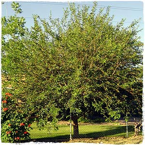 Mulberry Tree