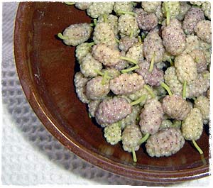 Harvest white mulberries