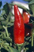 Chile de Agua