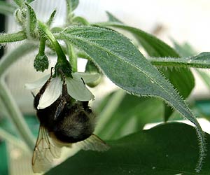 Bumblebee on a serrano flower