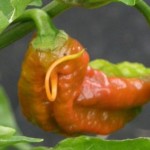 Capsicum chinense Mutant Pods